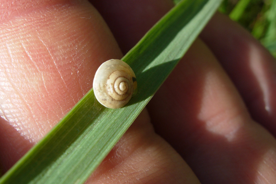 Hygromia cinctella